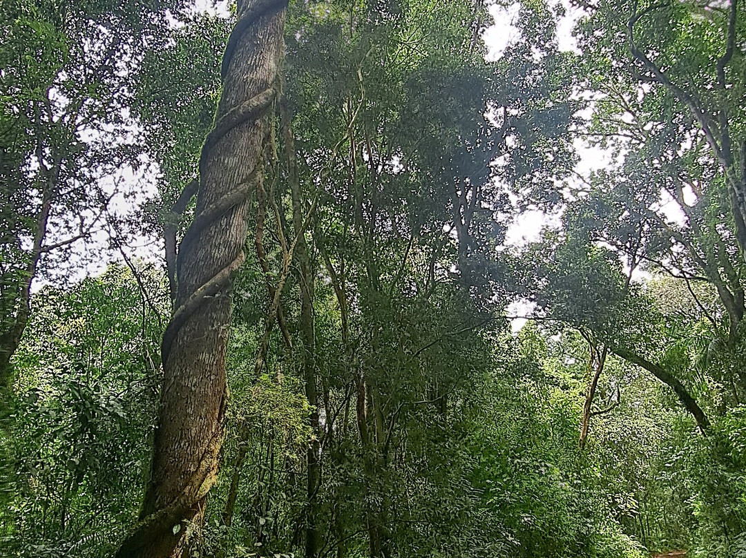 Poco Preto trail-伊瓜苏必去景点