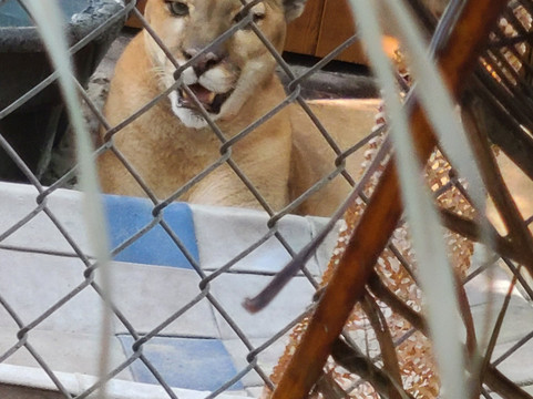 Shy Wolf Sanctuary Education & Experience Center-Golden Gate必去景点