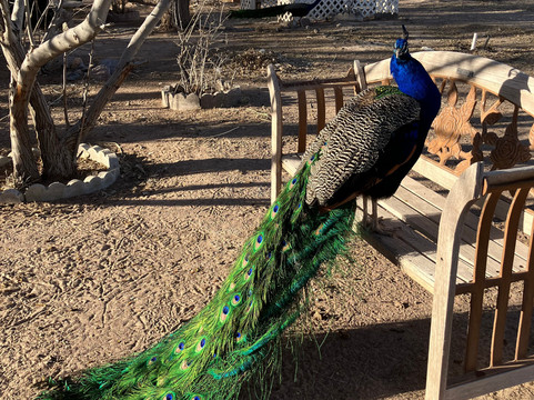 谢迪夫人住宿加早餐旅馆主图