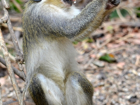 Monkey Park Senegambia-塞瑞库达必去景点