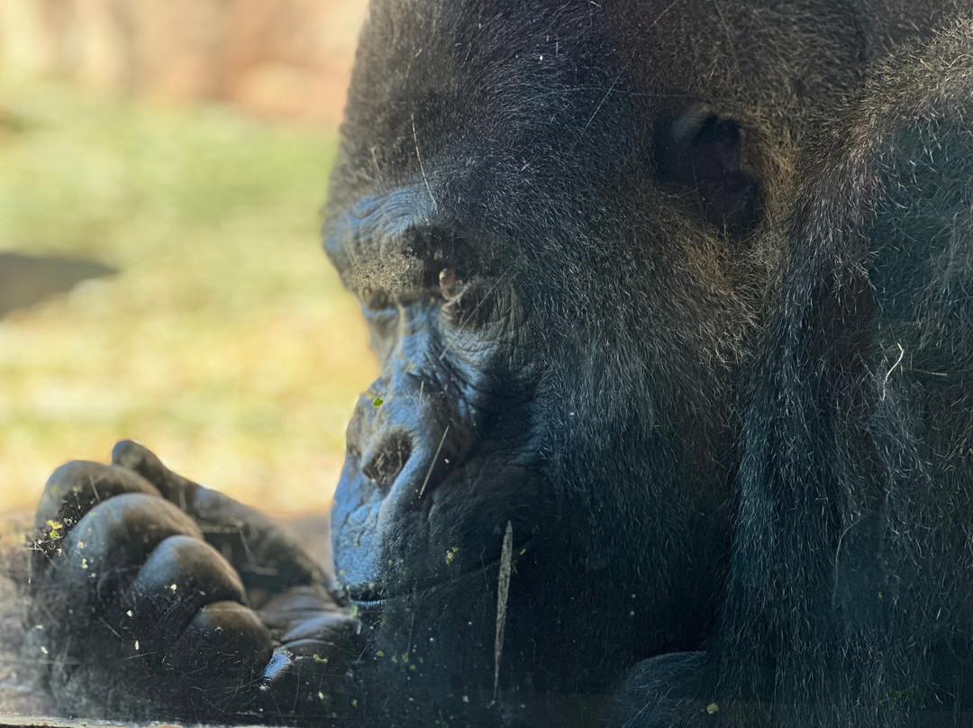 Oklahoma City Zoo and Botanical Garden-俄克拉何马城必去景点