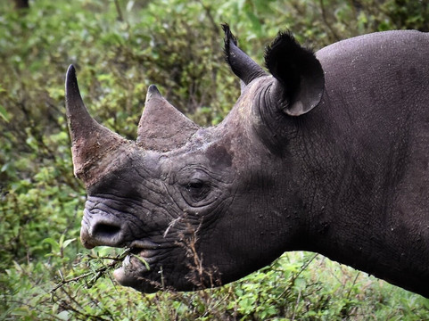 Malnodez Safaris-纳库鲁必去景点