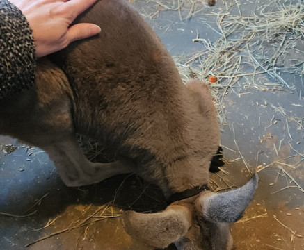 Hochatown Petting Zoo-Broken Bow必去景点