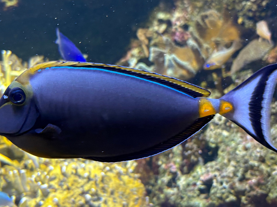 Odysseo Oceanarium Mauritius-路易士港必去景点