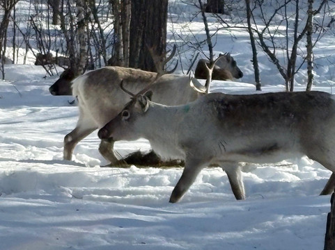 Norway AdvenTURes-盖伦格峡湾必去景点
