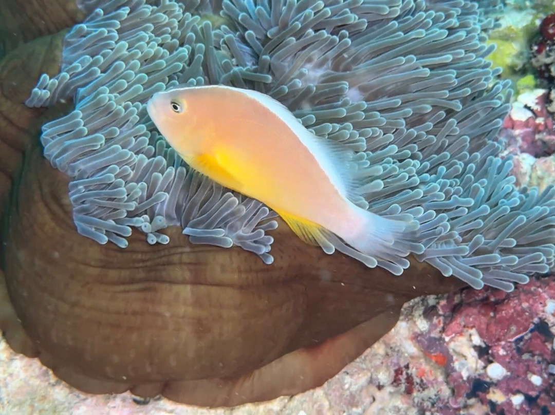 Scuba Duka-迪亚尼必去景点