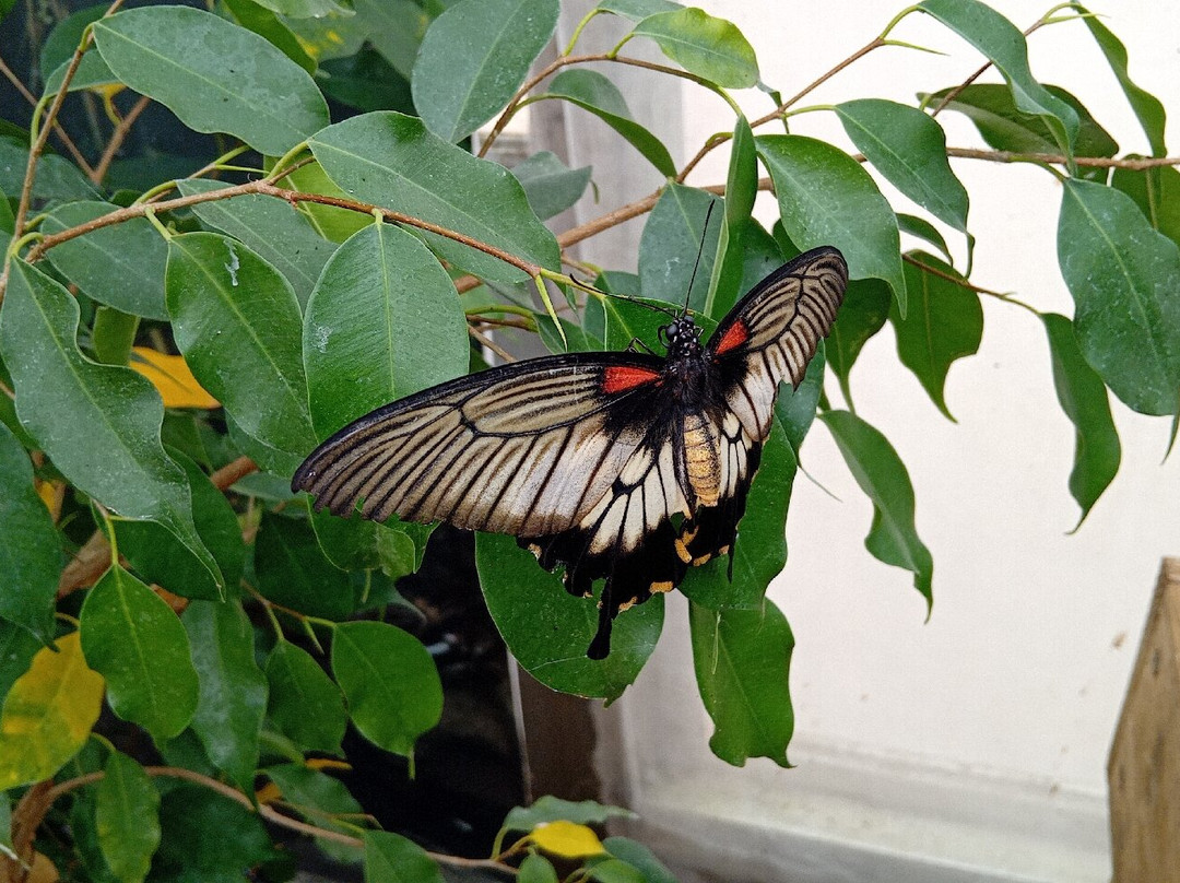 Stratford Butterfly Farm-埃文河畔斯特拉特福必去景点