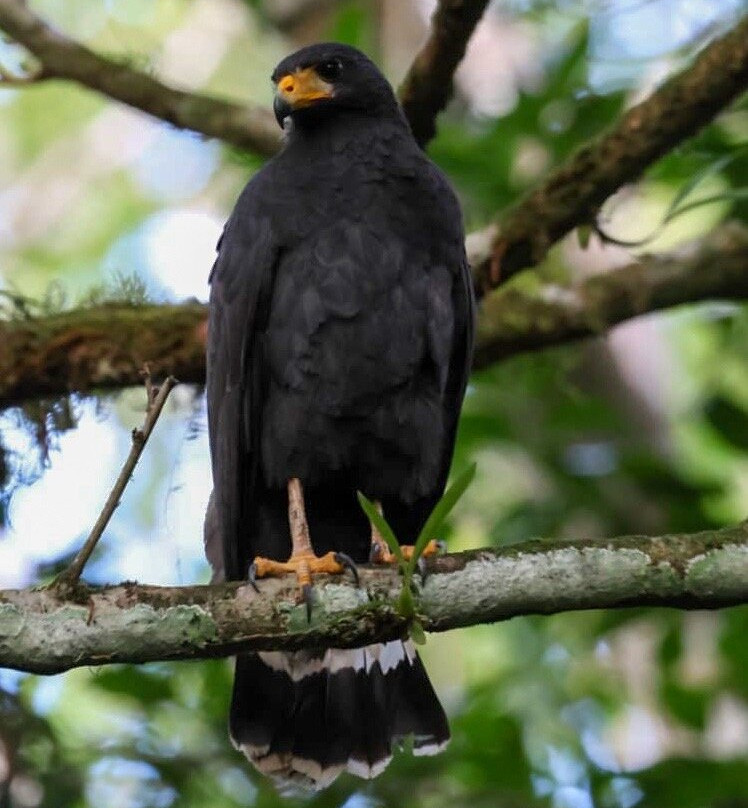 Osa Green Travel-希门尼斯港必去景点