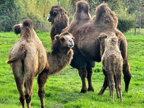 Natural'Parc-Ombrée d'Anjou必去景点