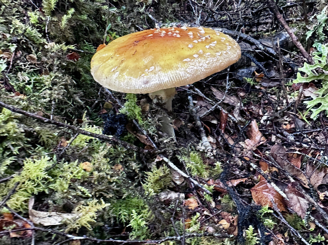 The Natural Flames Experience - Day Tours-Murchison必去景点