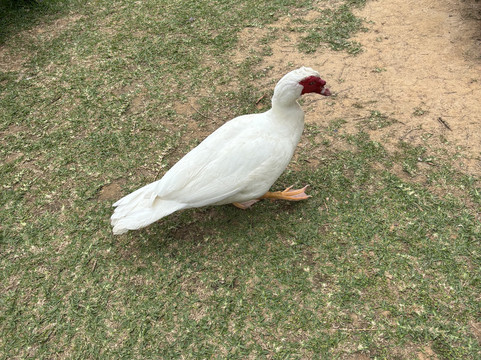 东南植物乐园-冲绳市必去景点