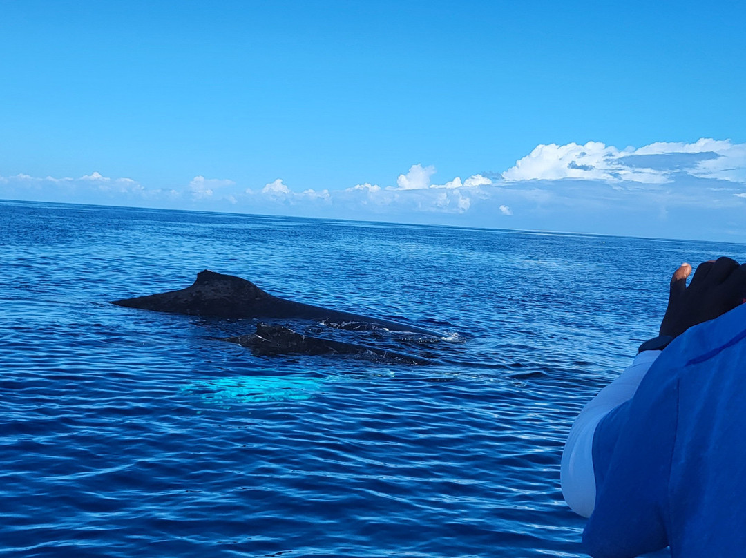 Shelltone Whale Project-Pointe-Noire必去景点