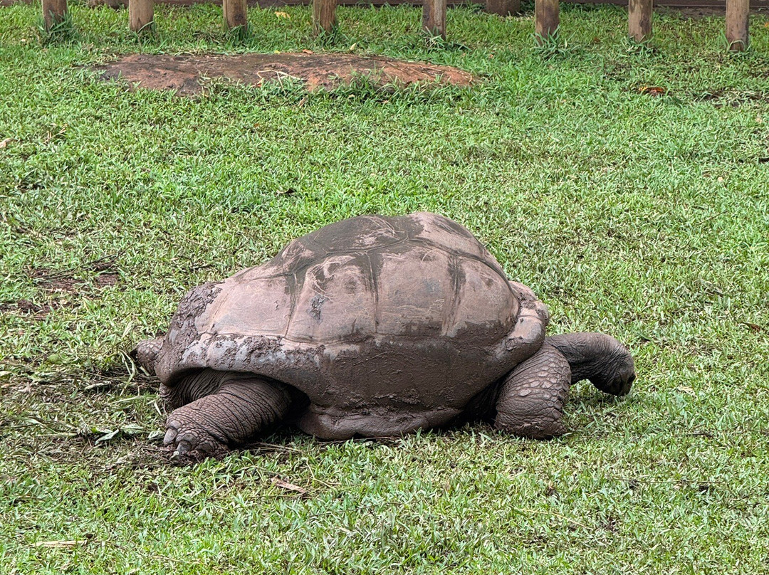 Vishal Taxi Ile Maurice-开普马欧呵必去景点