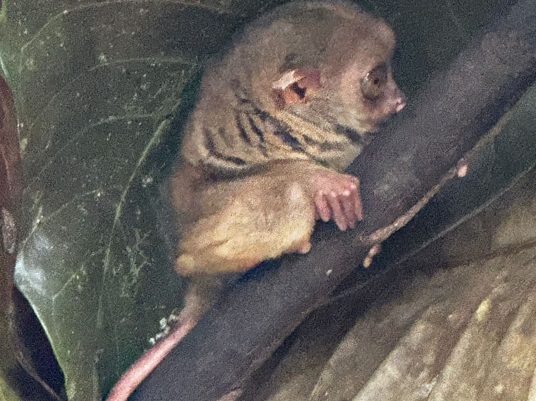 眼镜猴保护区-Bilar必去景点