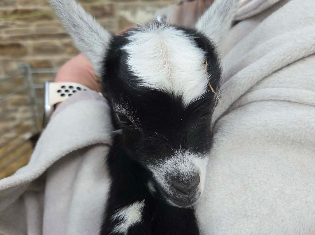Walking the goats at Lower Coates-巴恩斯利必去景点