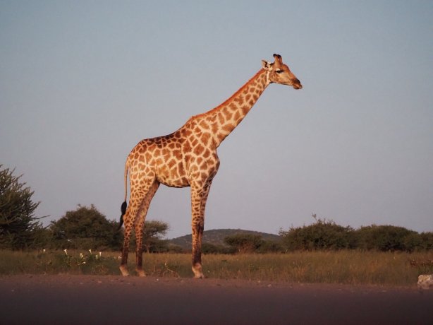 艾帕奇野生动物园旅馆及 SPA-官方