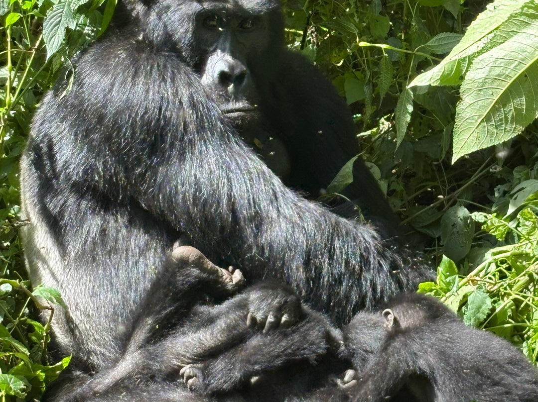 Uganda Family Tours & Travel-Fort Portal必去景点