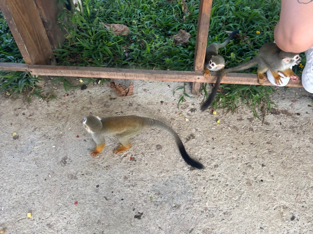 Monkey Home Puerto Plata-普拉塔港必去景点