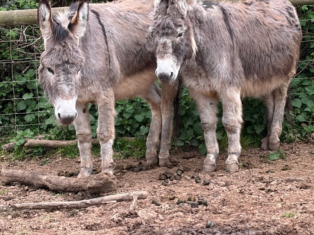 Woolley Animals Farm Park-Winkleigh必去景点