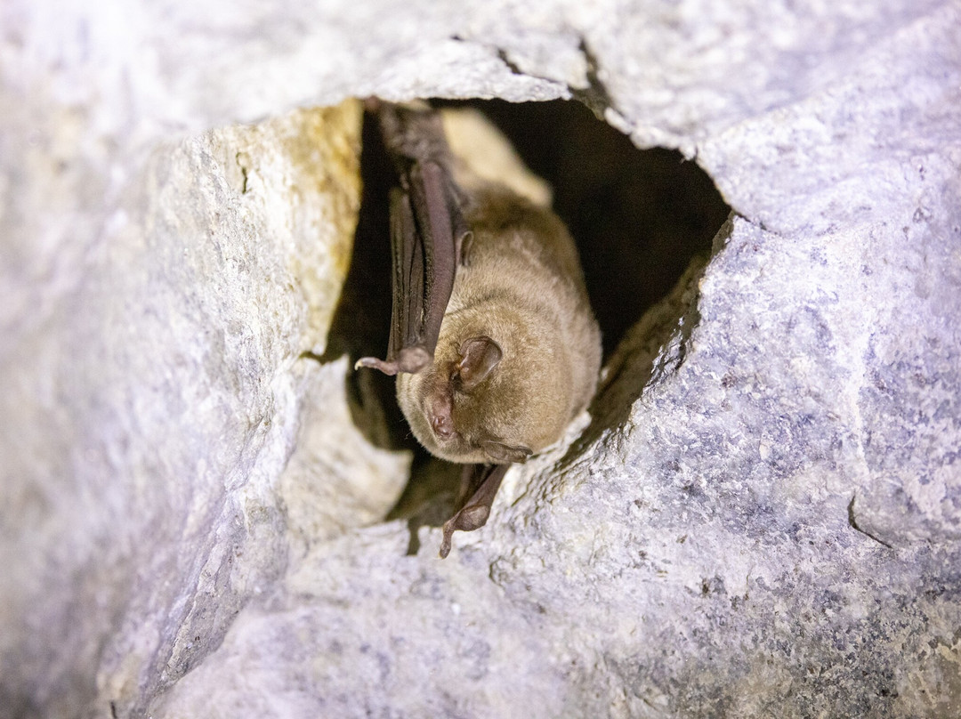 Iberian Lynx Land-Andujar必去景点