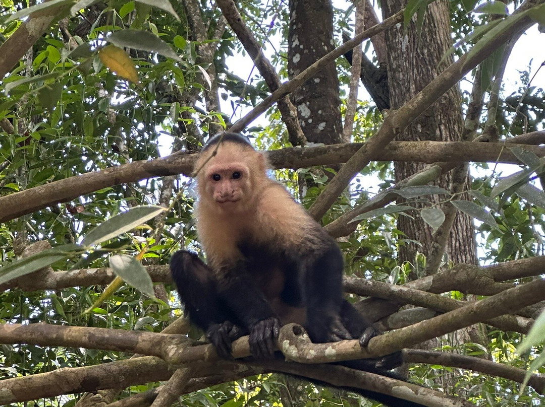 Monkey Mangrove Tour-克波斯必去景点