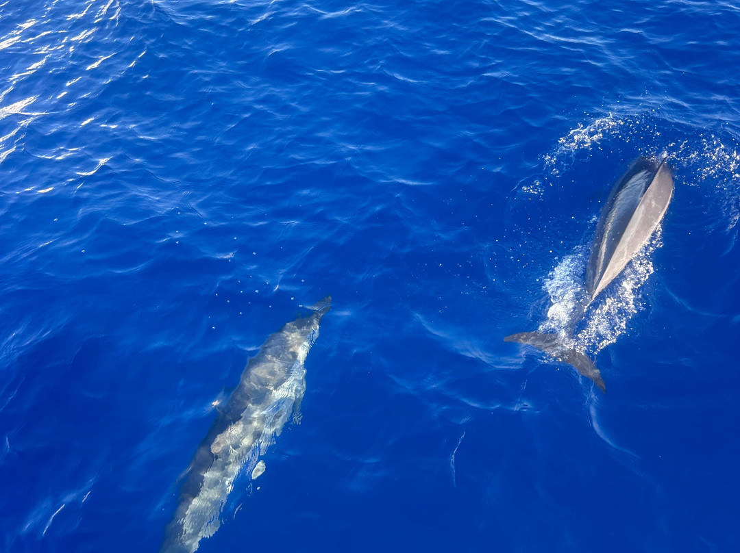 Croisieres & Decouvertes - Le Grand Bleu-圣吉尔莱班必去景点