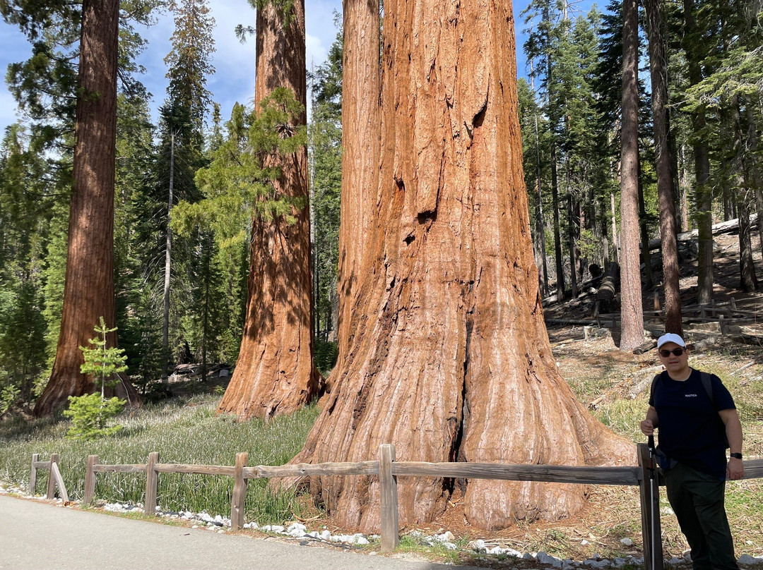 Mariposa Grove of Giant Sequoias-优胜美地国家公园必去景点