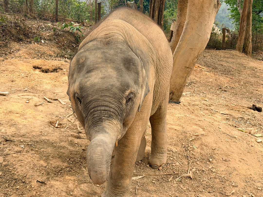 Elephant Village Sanctuary & Resort-琅勃拉邦必去景点