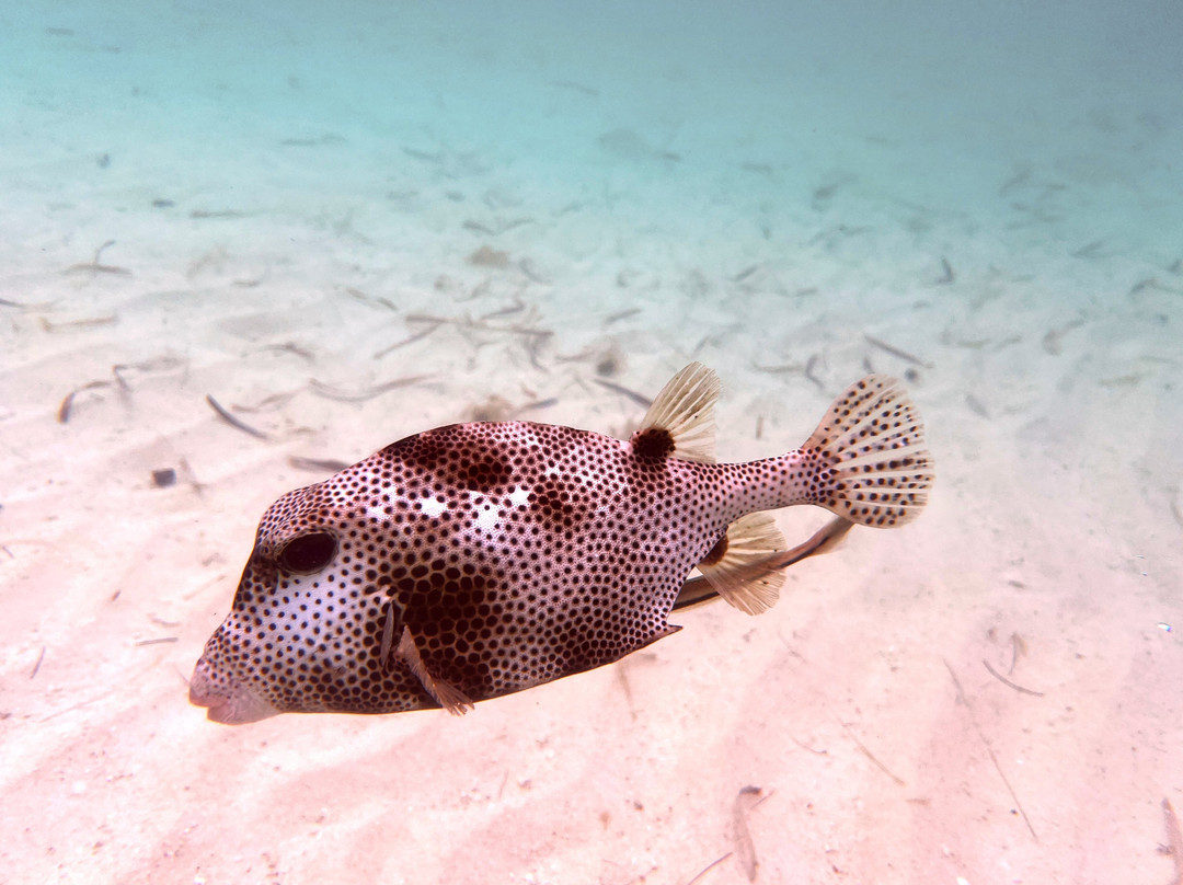 Scuba Life Cozumel-San Miguel de Cozumel必去景点