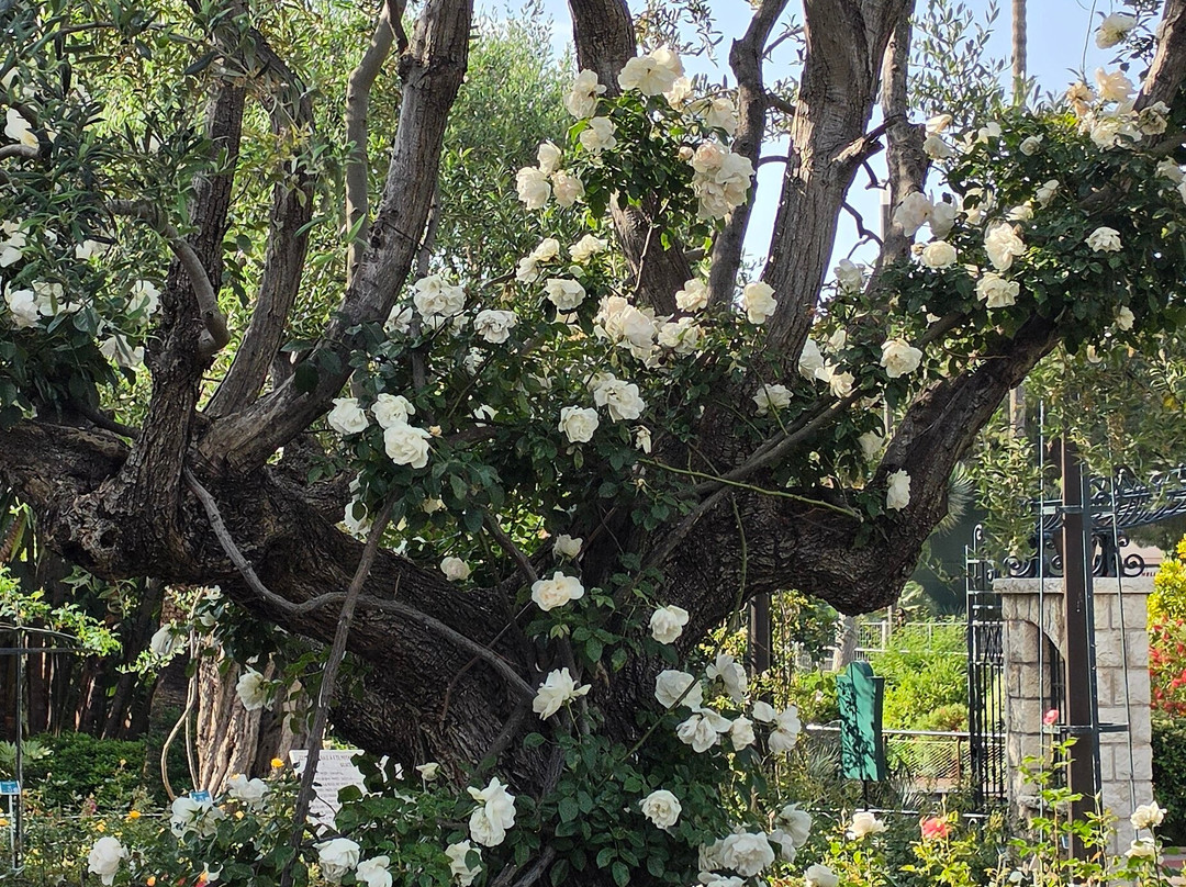 Princess Grace Botanical Garden-摩纳哥城必去景点