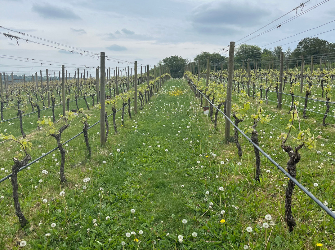 Woodchester Valley Vineyard-斯特劳德必去景点