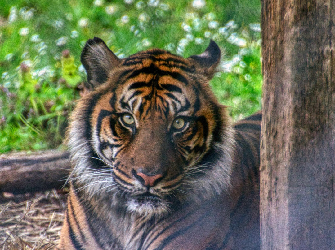 Wildlife Safari-Winston必去景点