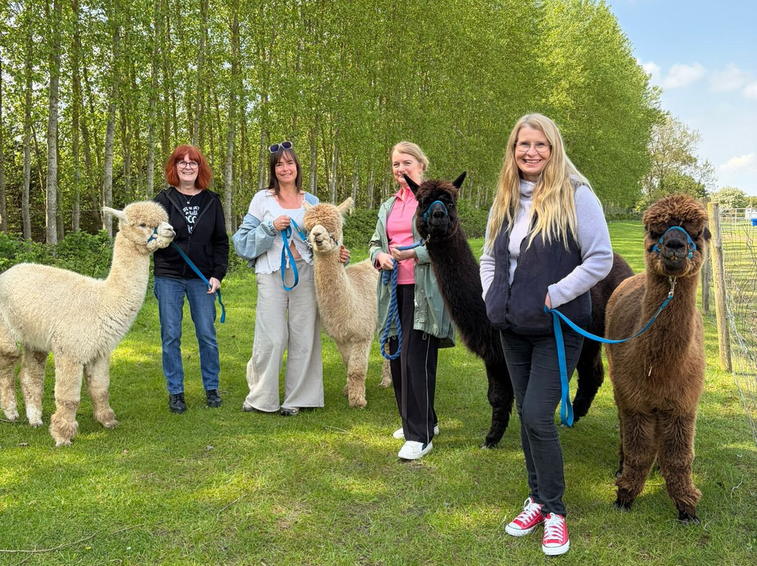 Big Sky Alpacas-Alford必去景点