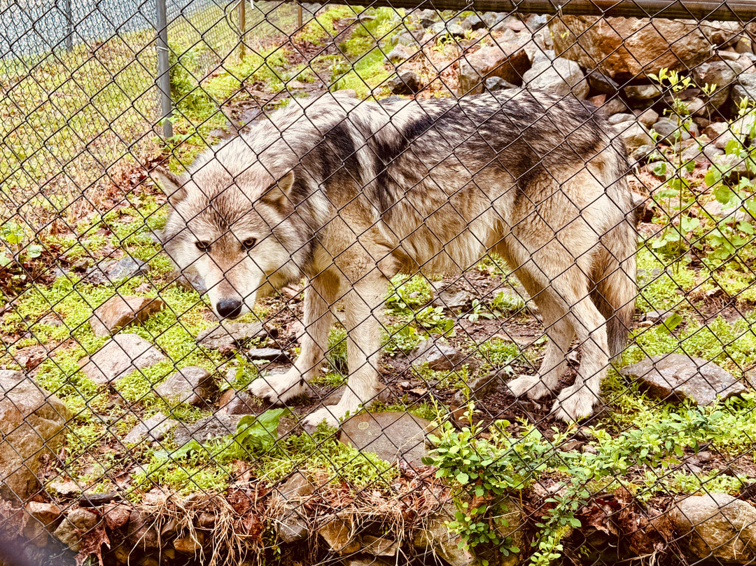 Lakota Wolf Preserve-Columbia必去景点