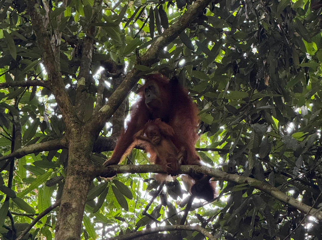 Sumatra Tour Adventures-武吉拉旺必去景点