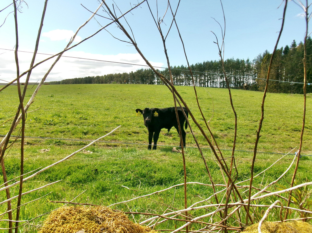 Newton Farm Holidays & Tours主图