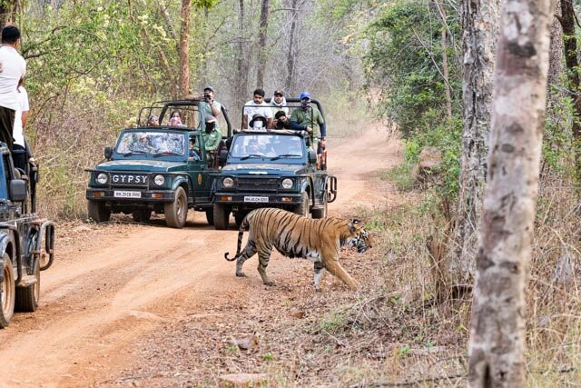 Tadoba Andhari National Park-Chandrapur District必去景点