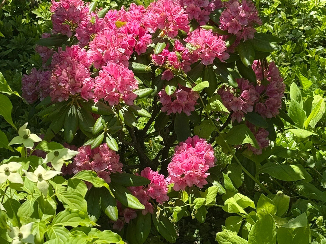Anderson Japanese Gardens-罗克福德必去景点