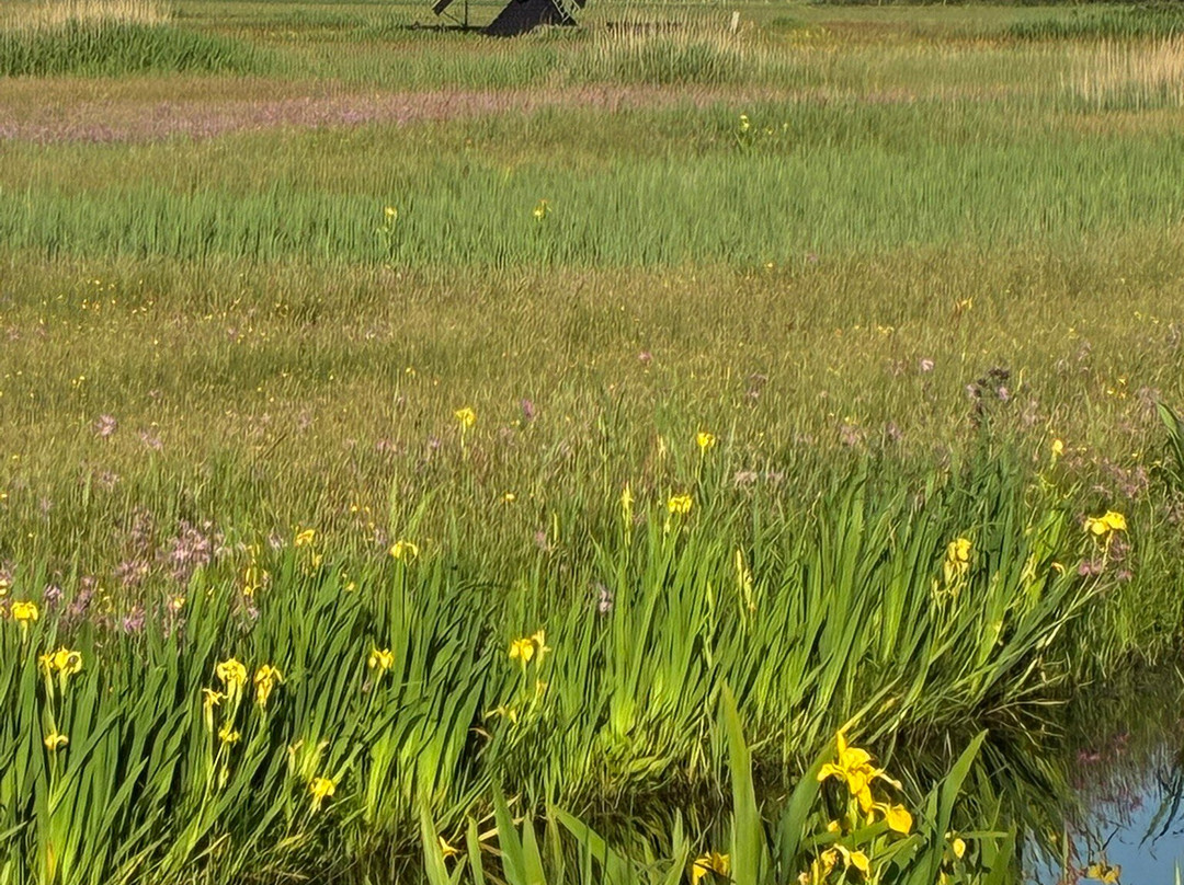 Natuurgebied Zwanenwater-Callantsoog必去景点
