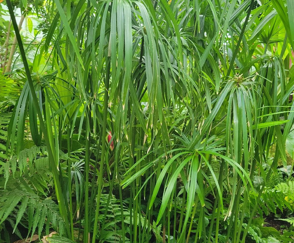 Krohn Conservatory-辛辛那提必去景点