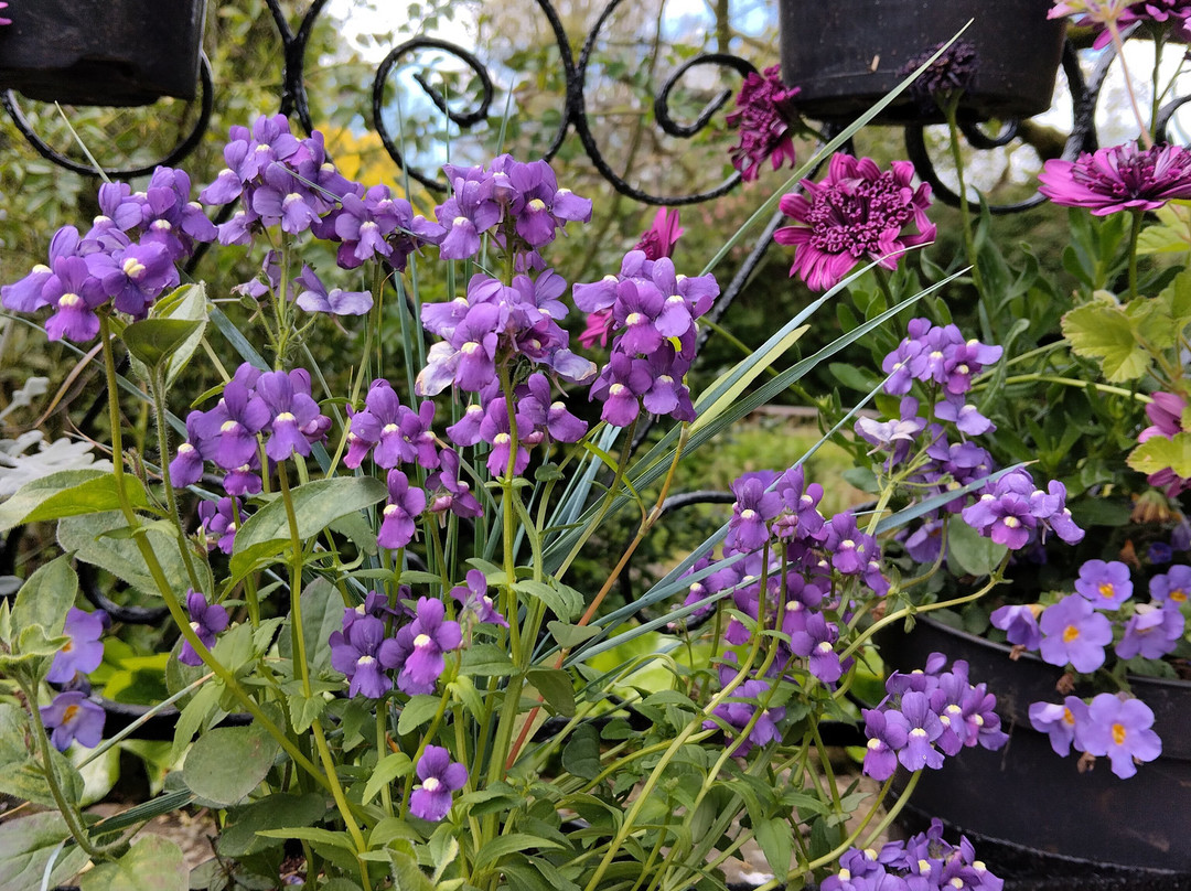 Stillingfleet Lodge Gardens-Stillingfleet必去景点