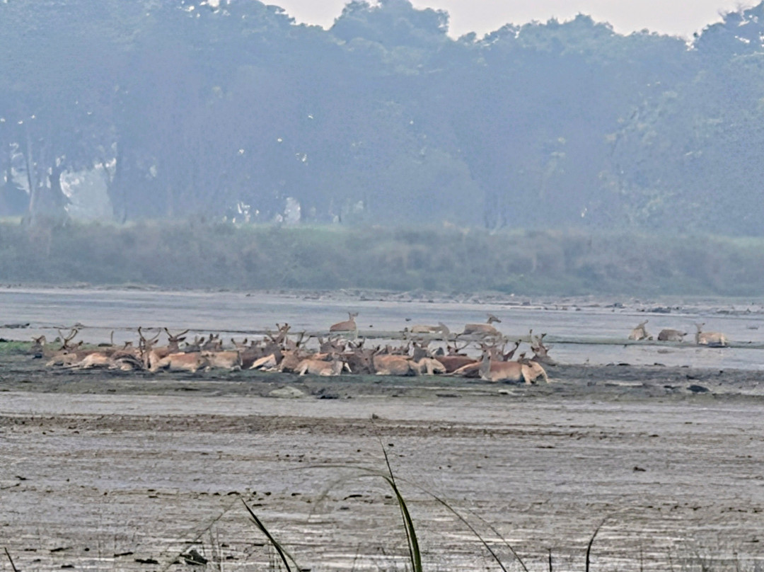 Kishanpur Wildlife Sanctuary-Bhira必去景点