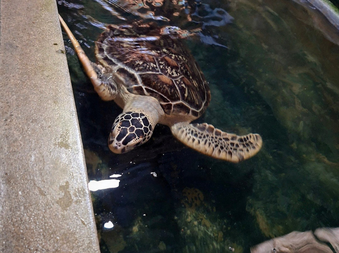 Sea Turtle Conservation Project (Koggala)-克拉必去景点
