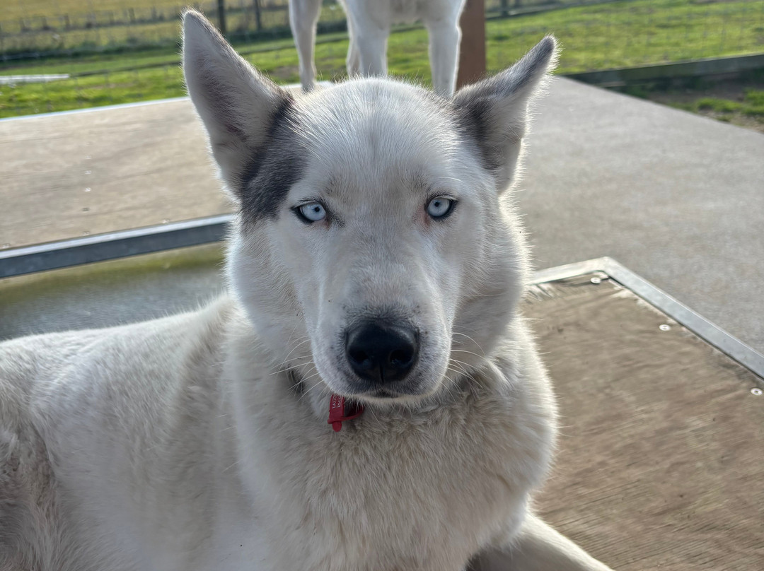 Timberline Racing Siberian Huskies-陶波必去景点