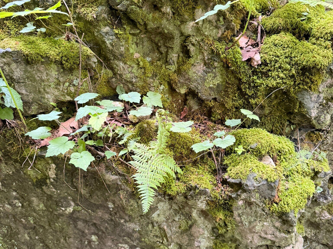 The Highlands Nature Sanctuary-Bainbridge - Ross County必去景点