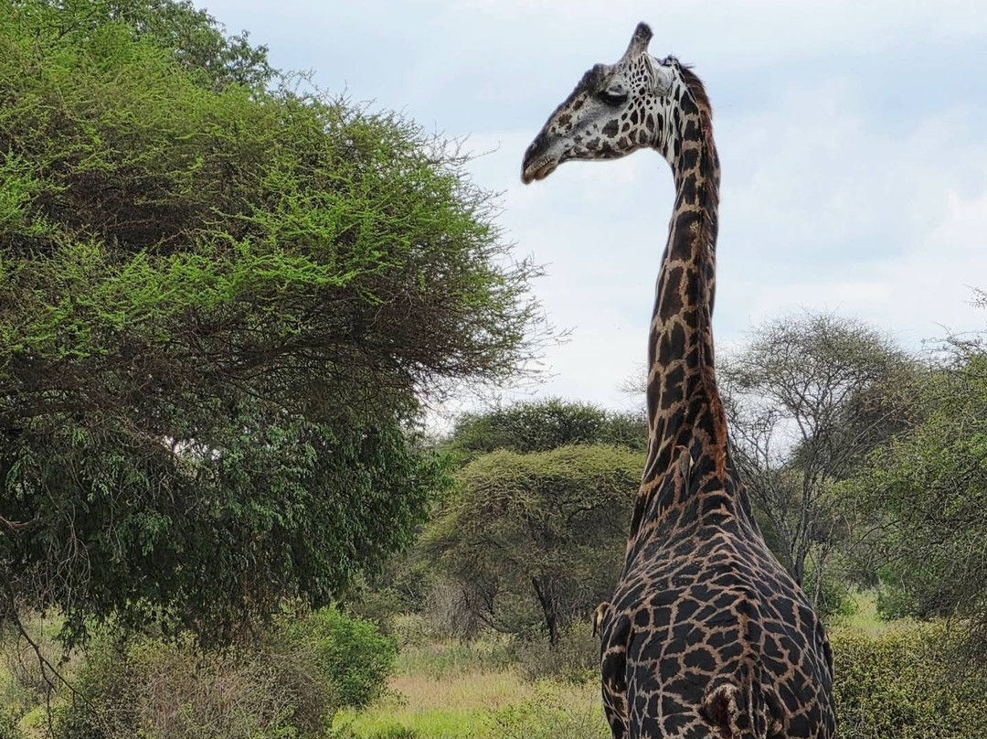 Makasa Tanzania Safaris-莫西必去景点