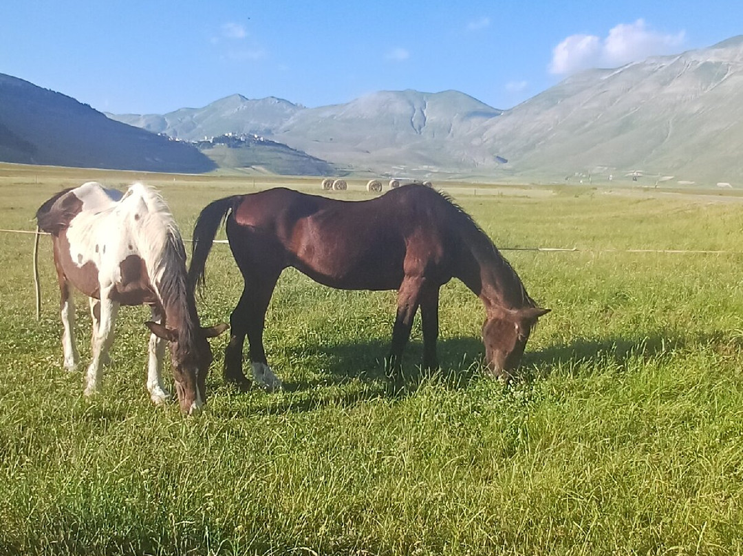 卡斯特鲁奇奥公园-Castelluccio di Norcia必去景点