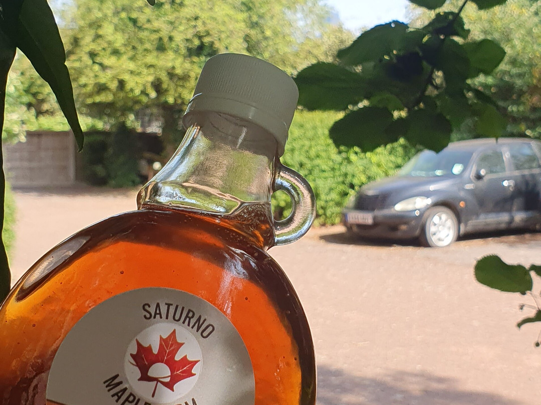 Saturno Maple Farm