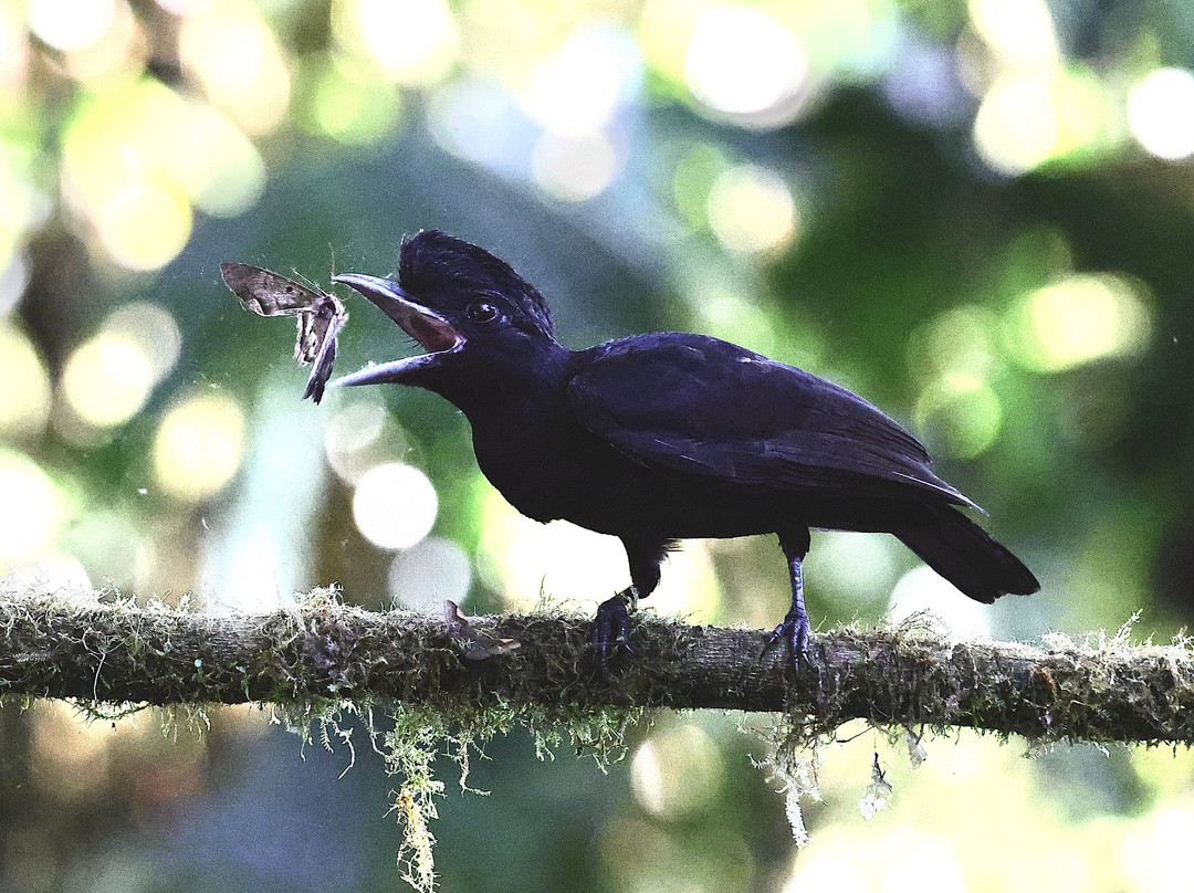 Ecuador Birds Tours-基多必去景点