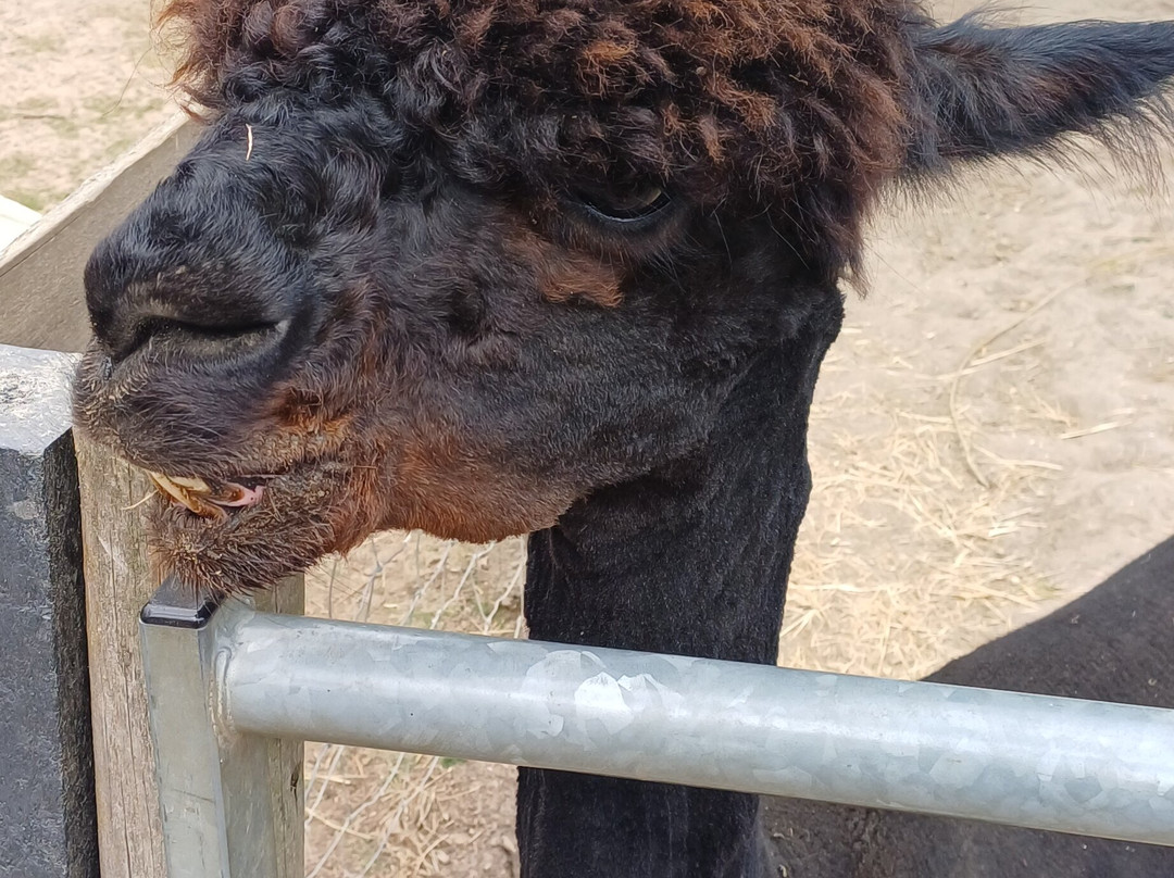 Pennybridge Farm Alpacas-胡克必去景点